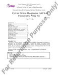 CY-1356 Protein Phosphatase Cdi1/KAP Fluorometric Assay Kit