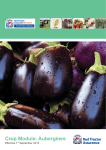 Crop Module: Aubergines