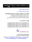 RayBiotech, Inc. Quantibody Mouse Cytokine Antibody Array