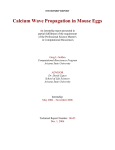 Calcium Wave Propagation in Mouse Eggs