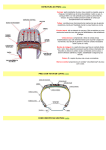 ESTRUTURA DO PNEU (volta) PNEU COM VISTA EM