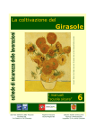 La coltivazione del Girasole