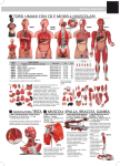 torsi umani con cd e modelli muscolari muscoli