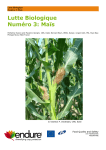 Biocontrol Number Three_Maize (French)