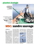MSC: sandre sauvage suédois