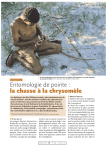 La chasse à la chrysomèle / Insectes n° 145