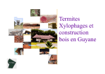 plaquette termite - Centre Technique des Bois de Guyane