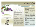 Calophylle - Bio Lonreco Inc.