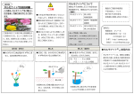 ホルモナイト  取扱説明書 ホルモナイト   使用方法 ホルモナイト  について