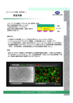 コラーゲンゲル薄膜 技術資料 2