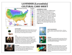 OnlinePlantCenter L832CL Use and Care Manual