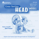 Learning Resources Cross-Section Head Model LER 1909 User's Manual