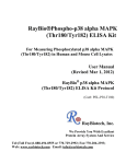 RayBio®Phospho-p38 alpha MAPK (Thr180