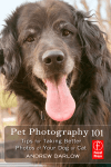 Tips for Taking Better Photos of Your Dog or Cat
