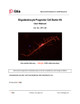 Oligodendrocyte Progenitor Cell Starter Kit