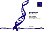 Plasmid DNA Purification