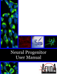 Neural Progenitor User Manual