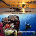 Flash Professionale Digitale