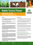 Maices RR y Bt-RR: Beneficios y precauciones de uso