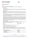 Rabbit anti-Synaptophysin - Thermo Fisher Scientific