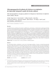 Micropropagación de plantas de lechosa en recipientes de