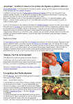 Tomate, l`art de la fermentati Les graines des