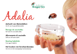 Aufzucht von Marienk&auml;fern &Eacute;levage de coccinelles Allevamento di