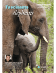 Fascinants &eacute;l&eacute;phants