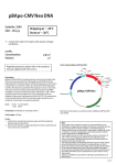 pBApo-CMV Neo DNA