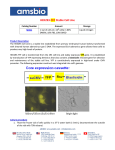 GenTarget's EcoTMPlasmid DNA Miniprep Kit User Manual